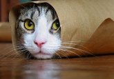 Derleme Komik Kediler [En Görmek] Komik Kedi Videoları