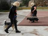 Akem Alanya Köpek Oteli ve Eğitim Merkezi
