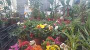 HMZ GARDEN PEYZAJ PROJE UYGULAMA