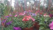 HMZ GARDEN PEYZAJ PROJE UYGULAMA