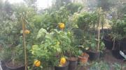 HMZ GARDEN PEYZAJ PROJE UYGULAMA