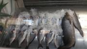 Tuana Balıkçılık- Fish Market Alanya