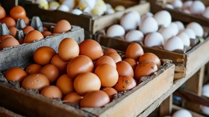 Yumurta fiyatlarındaki belirgin düşüşün başlıca sebepleri