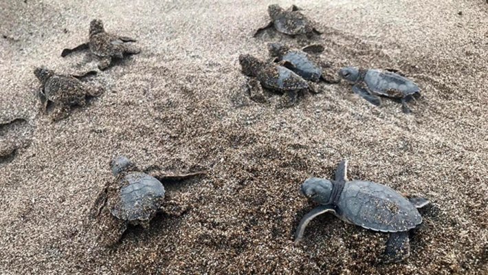 Alanya'da caretta caretta yavruları denizle buluştu