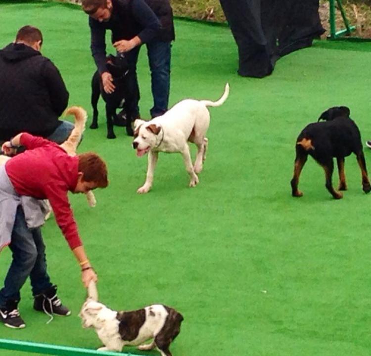 alanya köpek barınağı